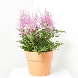 ASTILBE EXTRA MACETA 15CM