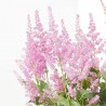 ASTILBE EXTRA MACETA 15CM