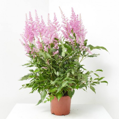ASTILBE EXTRA MACETA 15CM