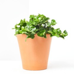 CARISSA MACROCARPA 4L