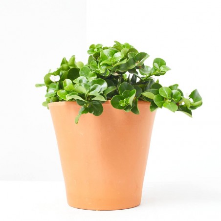CARISSA MACROCARPA 4L