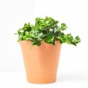 CARISSA MACROCARPA 4L