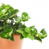 CARISSA MACROCARPA 4L