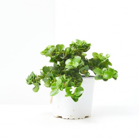 CARISSA MACROCARPA 4L