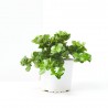 CARISSA MACROCARPA 4L