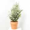 FEIJOA 10L