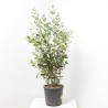 FEIJOA 10L