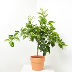 NARANJO ENANO TERRAZA MACETA 20CM