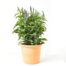 VERONICA VIVAZ MACETA 15CM