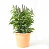 VERONICA VIVAZ MACETA 15CM