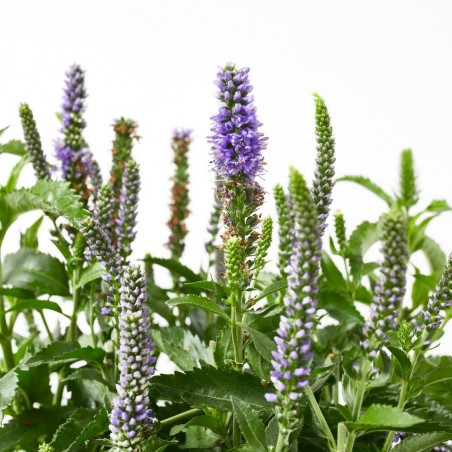 VERONICA VIVAZ MACETA 15CM