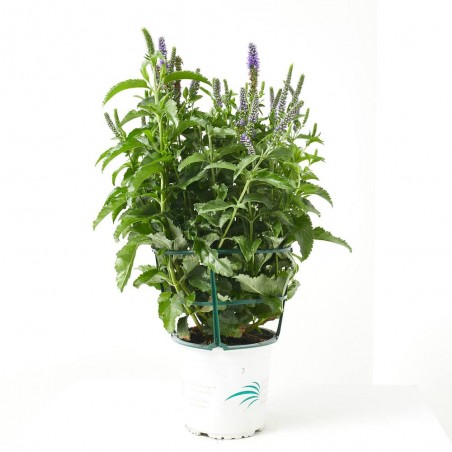 VERONICA VIVAZ MACETA 15CM