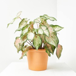 CALADIUM COLECCIÓN MACETA 19CM