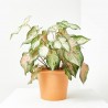 CALADIUM COLECCIÓN MACETA 19CM