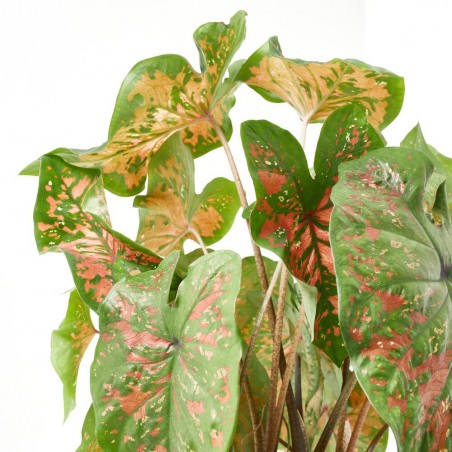 CALADIUM COLECCIÓN MACETA 19CM