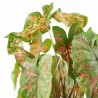 CALADIUM COLECCIÓN MACETA 19CM