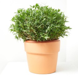 BAMBÚ ENANO MACETA 10L