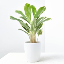 AGLAONEMA WHITE LIME MACETA 12CM