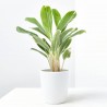 AGLAONEMA WHITE LIME MACETA 12CM