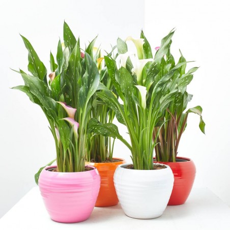 CALA FLOR INTERIOR CON CUBRE BOLA 12CM