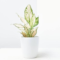AGLAONEMA BLANCA MACETA 12CM