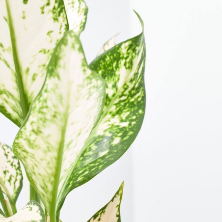 AGLAONEMA BLANCA MACETA 12CM