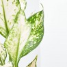 AGLAONEMA BLANCA MACETA 12CM