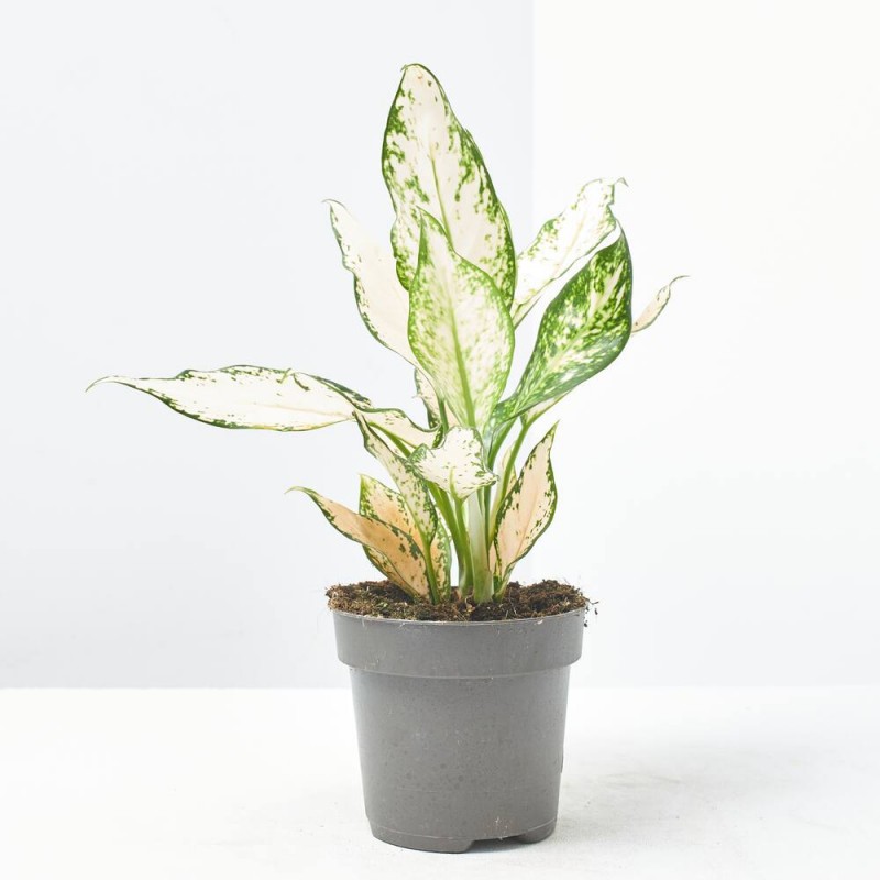 large house plants low light Low Light Bundle