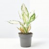 AGLAONEMA BLANCA MACETA 12CM