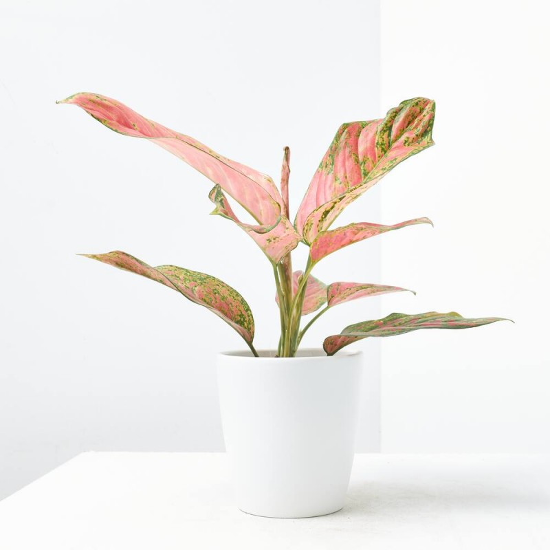 AGLAONEMA RED MACETA 12CM
