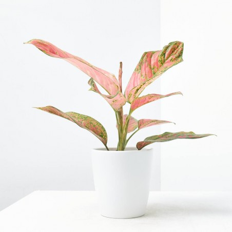 AGLAONEMA RED MACETA 12CM