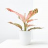 AGLAONEMA RED MACETA 12CM