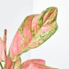 AGLAONEMA RED MACETA 12CM