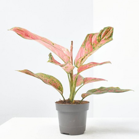 AGLAONEMA RED MACETA 12CM