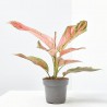 AGLAONEMA RED MACETA 12CM