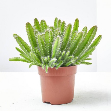 HILOCEREUS UNDATUS MACETA 10,5CM