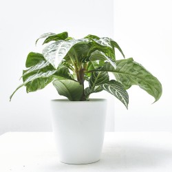 APHELANDRA BOTÁNICA VERDE MACETA 13CM