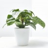APHELANDRA BOTÁNICA VERDE MACETA 13CM