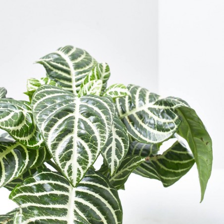 APHELANDRA BOTÁNICA VERDE MACETA 13CM