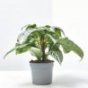 APHELANDRA BOTÁNICA VERDE MACETA 13CM