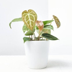 ANTHURIUM CRISTALINUM MACETA 12CM