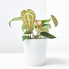 ANTHURIUM CRISTALINUM MACETA 12CM