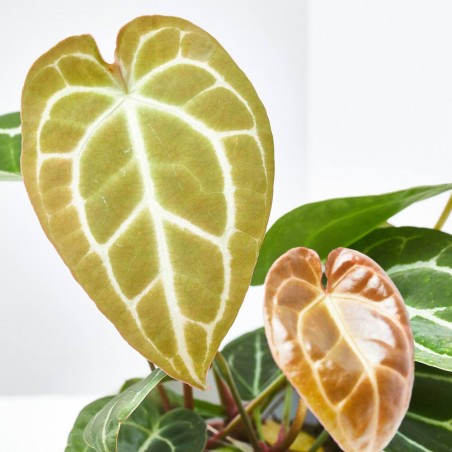 ANTHURIUM CRISTALINUM MACETA 12CM