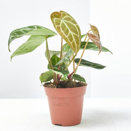 ANTHURIUM CRISTALINUM MACETA 12CM