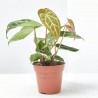 ANTHURIUM CRISTALINUM MACETA 12CM