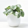 PEPEROMIA ARGYREIA MACETA 15CM