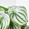 PEPEROMIA ARGYREIA MACETA 15CM