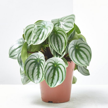 PEPEROMIA ARGYREIA MACETA 15CM