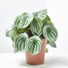 PEPEROMIA ARGYREIA MACETA 15CM