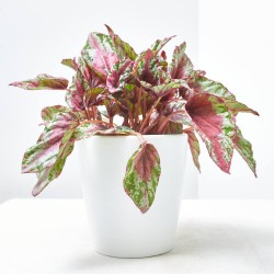 BEGONIA BELEAF SUNSET MACETA 12CM